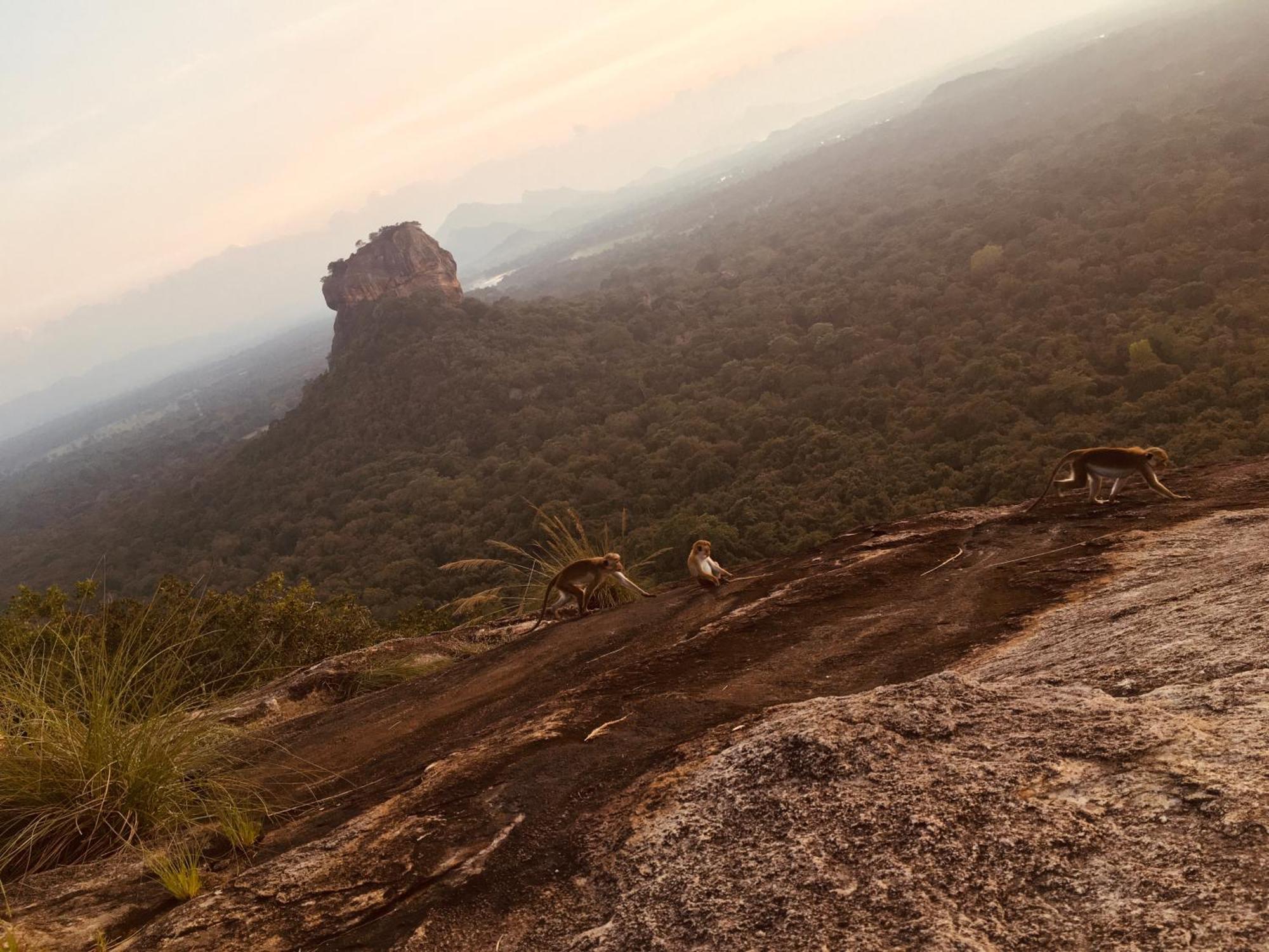 Hotel Sigiriya Kele Exterior photo